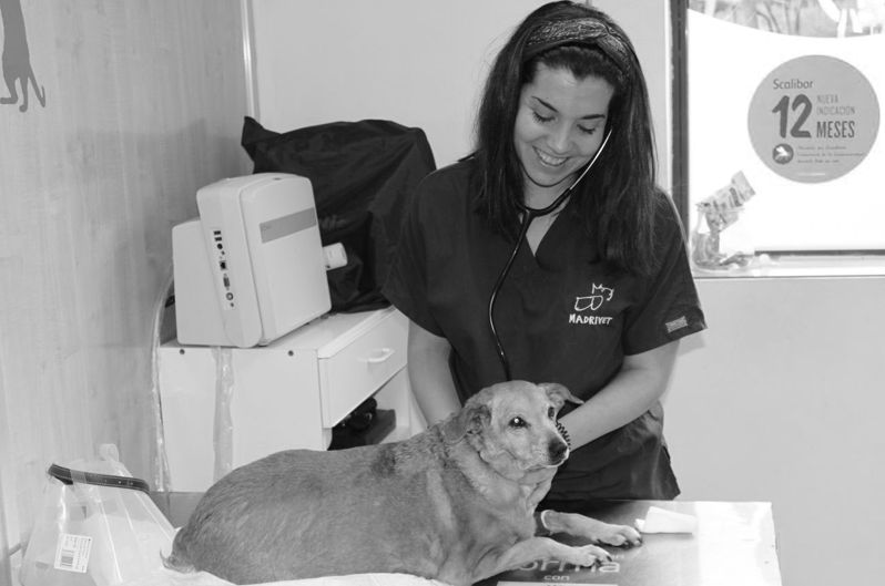 En Madrivet recibe la mejor atención veterinaria